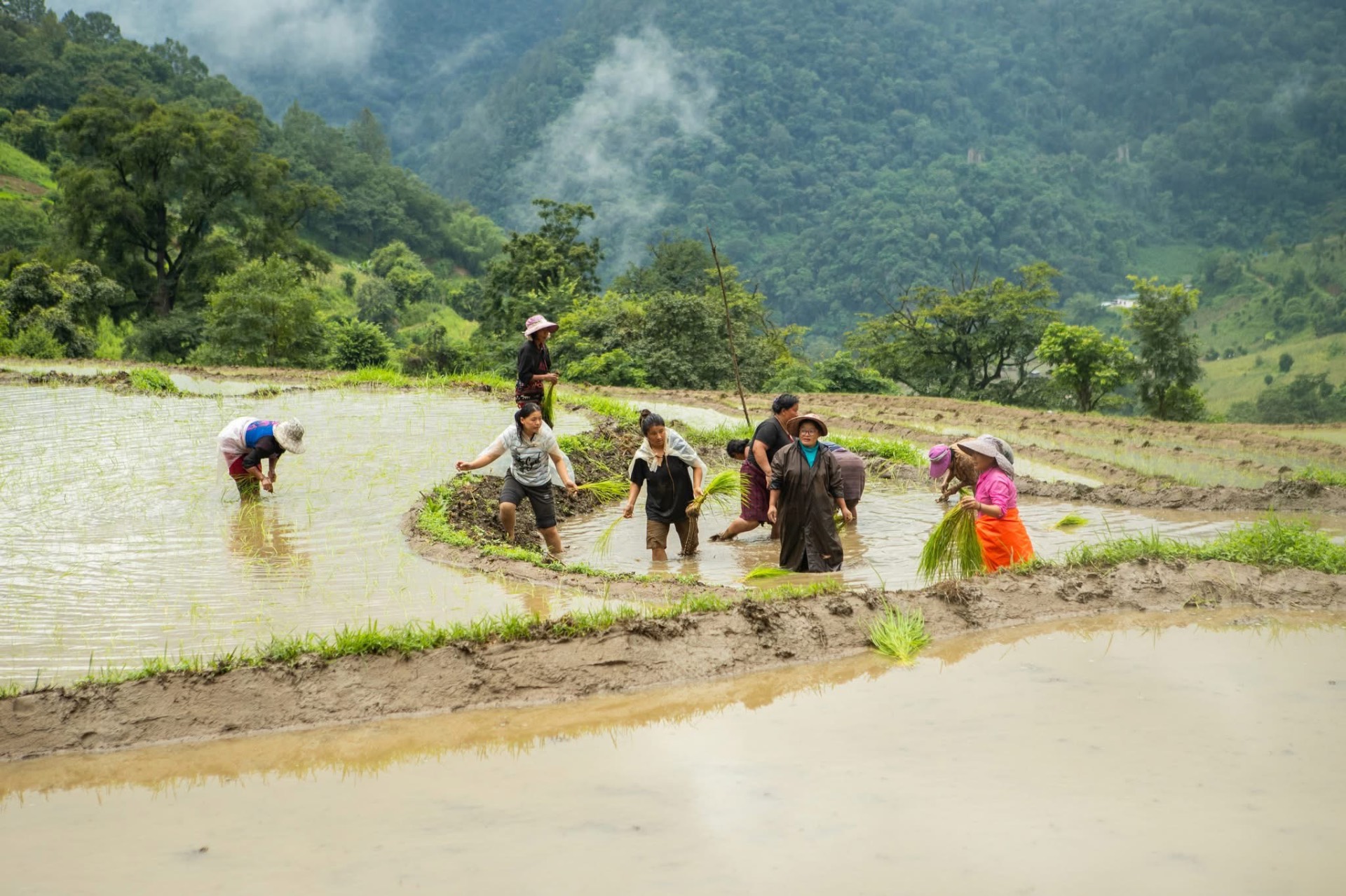 Villagers planting rice seedlings in flooded terraces below forested hills