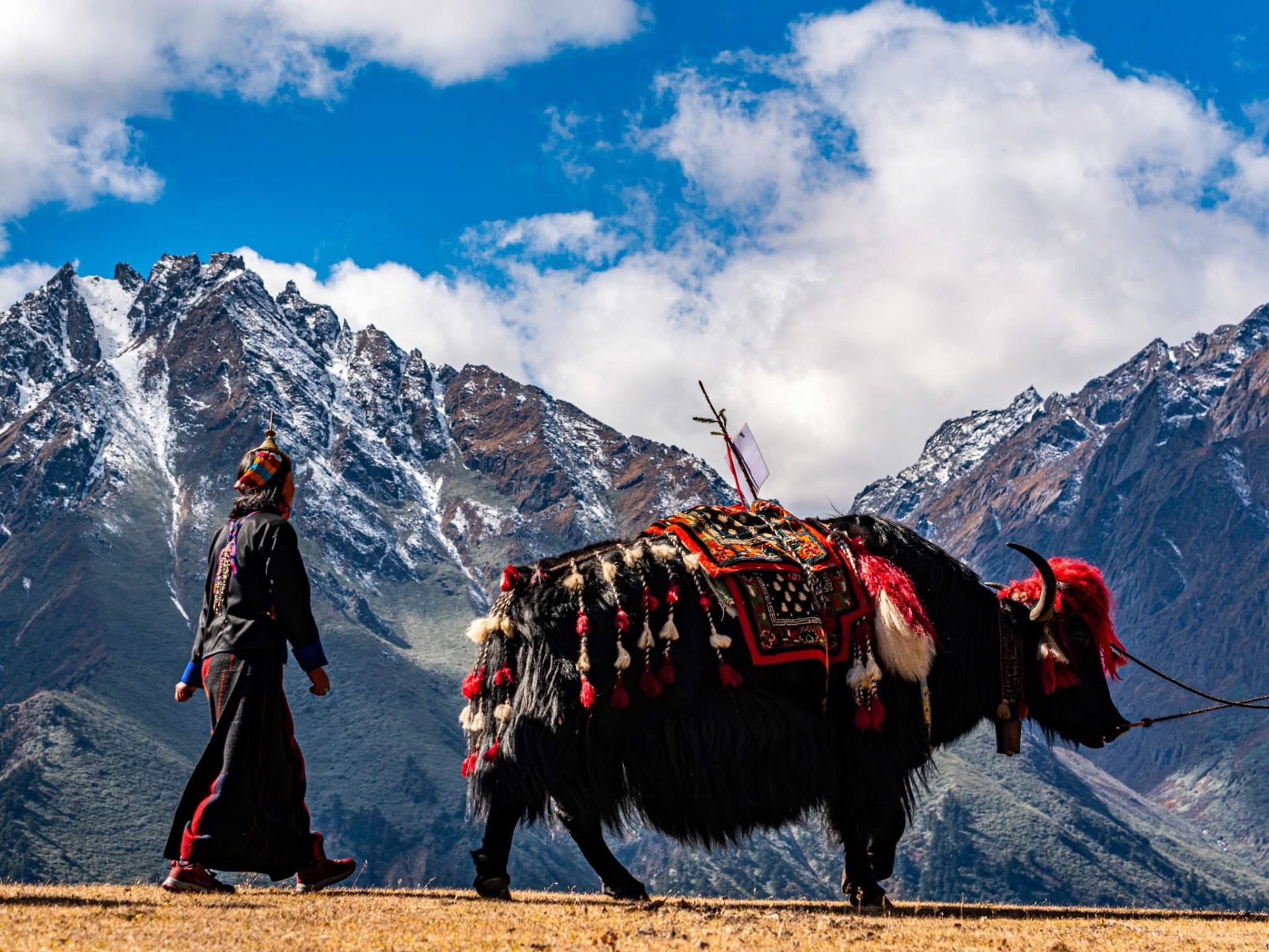 A herder walking with a decorated yak beneath snow-covered Himalayan peaks